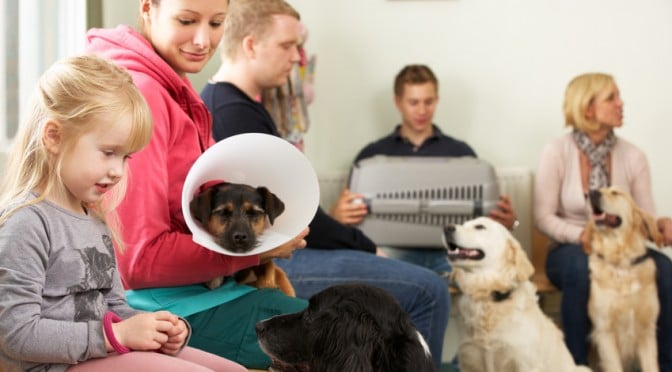 Hunde-OP Versicherung Statistik