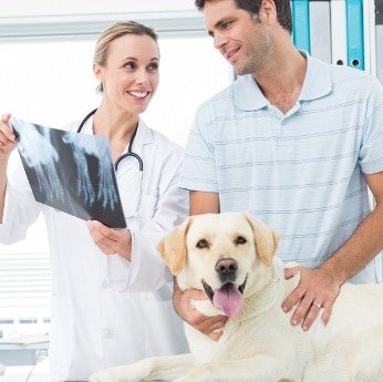 Tierarztkosten beim Hund