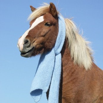 Tierkrankenversicherung für Pferde