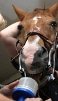 Pferdekrankenversicherung für Zahnextraktion
