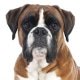 Hunde-OP Versicherung für Boxer
