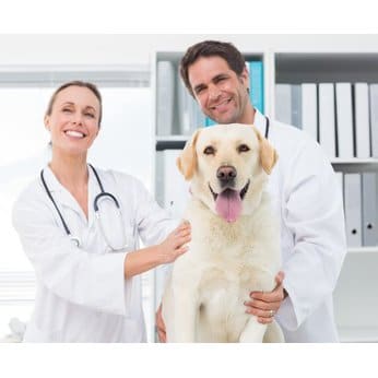 Hunde-Op Versicherung Formulare