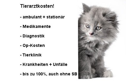 Katzenkrankenversicherung Leistungen - Verbraucherforum-info.de