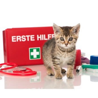 Katzenkrankenversicherung Vergleich - Verbraucherforum-info.de