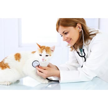 Katzenkrankenversicherung Formulare