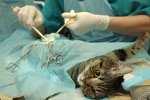 Katzen-Op Versicherung für Operationen