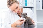 Katzenkrankenversicherung für Tierarztkosten