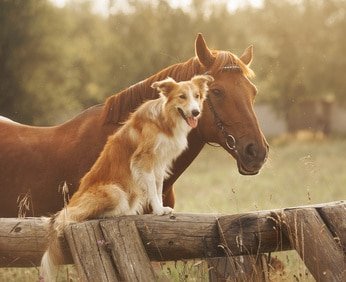 Tierhalterhaftpflichtversicherung