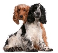 Uelzener Hunde-OP Versicherung Tarife
