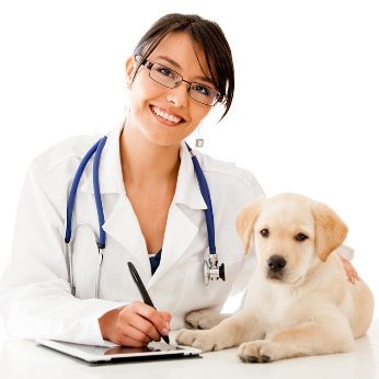 Hundekrankenversicherung Krankheiten