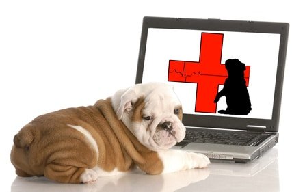 Hundekrankenversicherung Statistik
