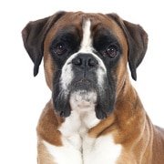 Hunde-Op Versicherung für Boxer