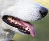 Zahnextraktion beim Hund