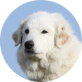 Pyrenäen Berghund / Leonberger