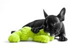Hundekrankenversicherung für Welpen