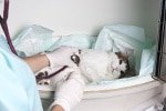 Tumor Op bei der Katze