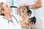 Hunde-Op Versicherung für kleine Hunde