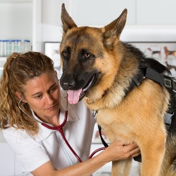 Hunde-OP Versicherung für Schäferhund