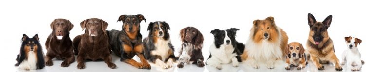 Hundehalterhaftpflichtversicherung Hundehalterhaftpflicht FAQ
