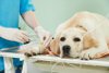 Magen Darm OP beim Hund