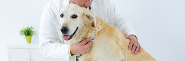 Hundekrankenversicherung mit Wartezeit