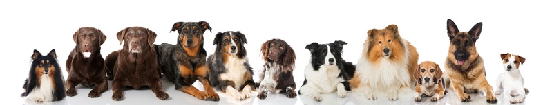 Hundekrankenversicherung mit Kastration