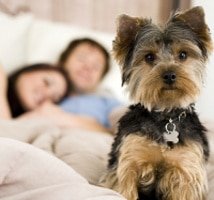 Hundekrankenversicherung ohne Wartezeit