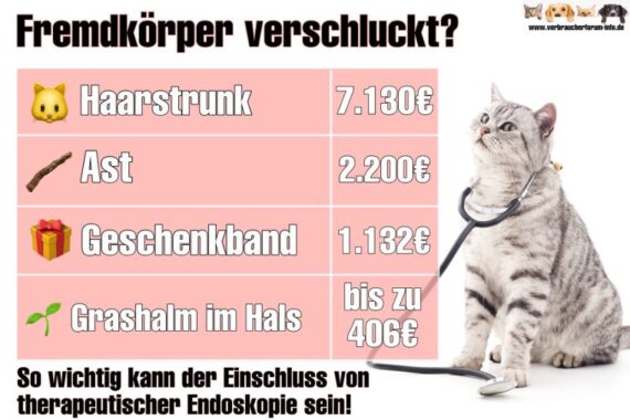 Wofür braucht man eine therapeutische Endoskopie bei Katzen und was kostet es?