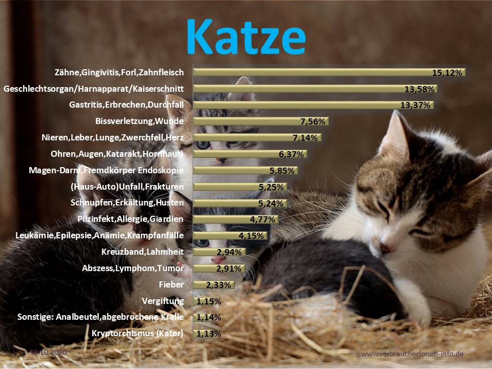 Krankheiten Statistik für Katzen beim Tierarzt