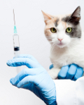Katzenkrankenversicherung für Impfung