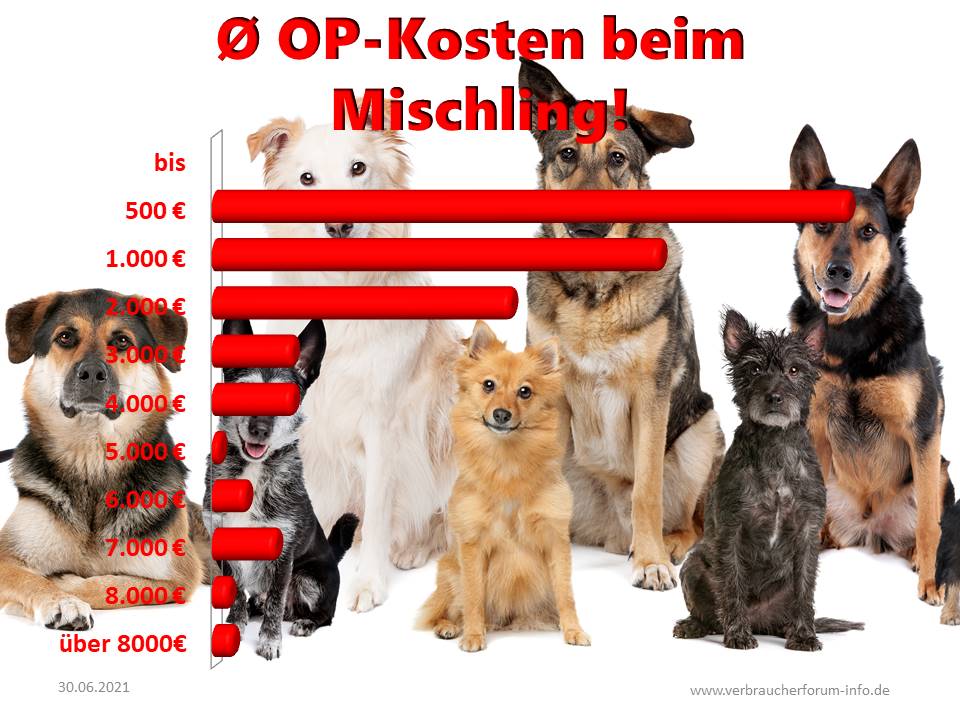 Statistik über die durchschnittlichen OP-Kosten beim Hund