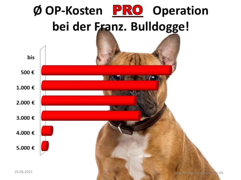 HundeOP Versicherung für französische Bulldogge verbraucherforuminfo.de