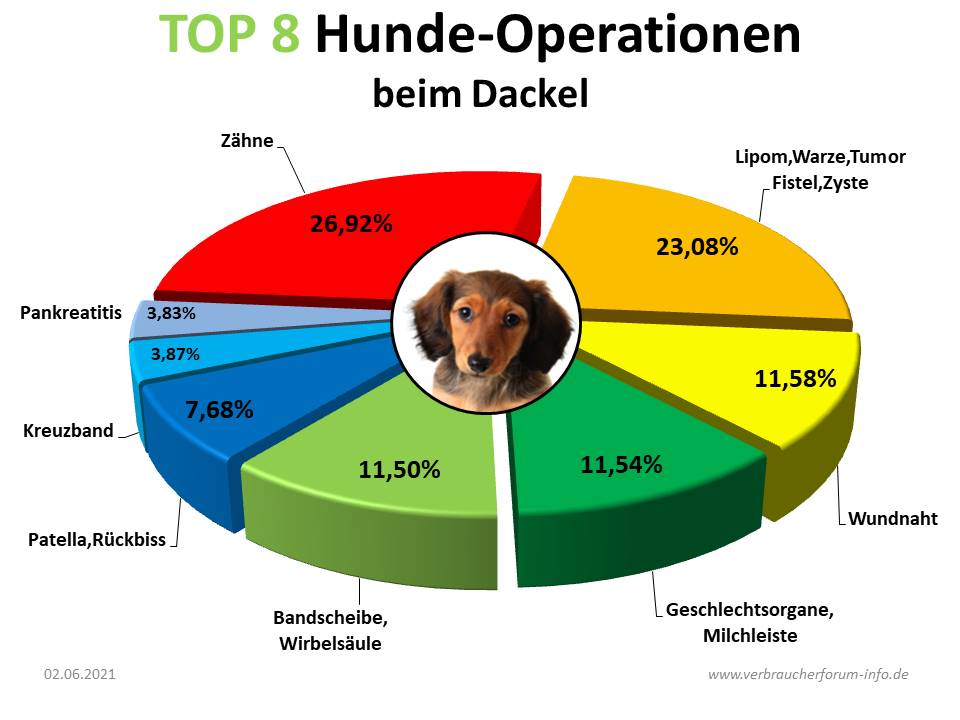 Die häufigsten Hunde-Operationen beim Dackel