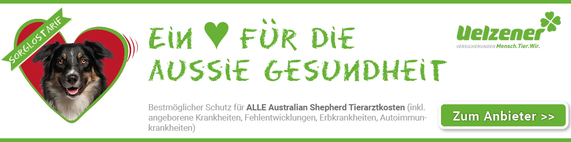 Ein Herz für Australian Shepherd OP`s Uelzener