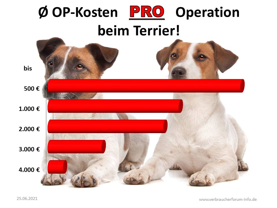 Durchschnittliche OP-Rechnung beim Terrier