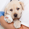 Labrador verletzt