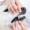 Zahnkrankheiten Labrador
