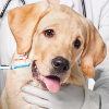 Labrador Zahnreinigung