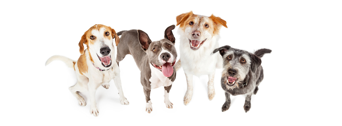 Hunde-OP Versicherung für Hunde mit Vorerkrankung