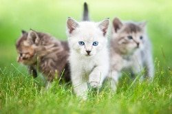 Katzenkrankenversicherung Vergleich für Freigänger Katzen