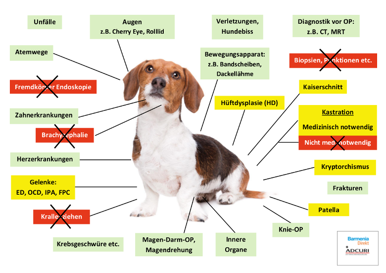 Barmenia Hunde-OP Versicherung Leistungen im Überblick