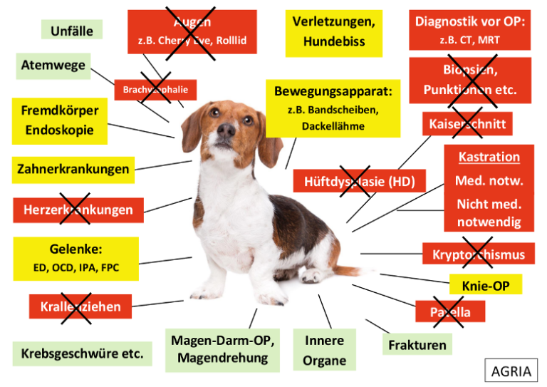 Hunde-OP Versicherung Vergleich In XXL | 2022