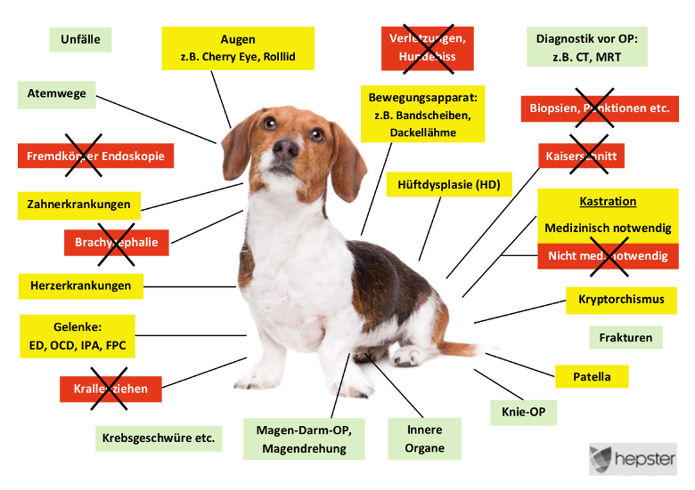 Hepster Hunde-OP Versicherung Leistungen im Überblick