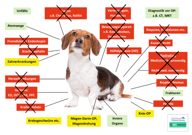 Hunde-OP Versicherung Vergleich In XXL | 2022