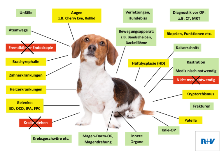 Hunde-OP Versicherung Vergleich In XXL | 2022