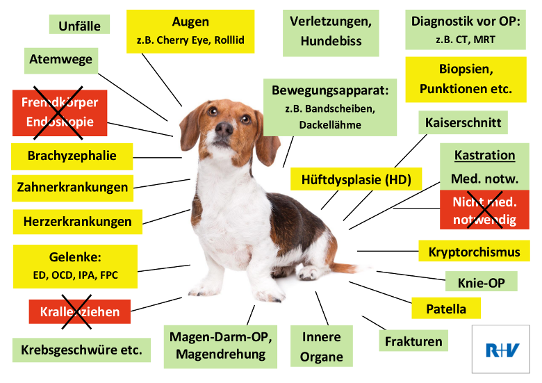 Hanse Merkur Hunde-OP Versicherung Leistungen im Überblick