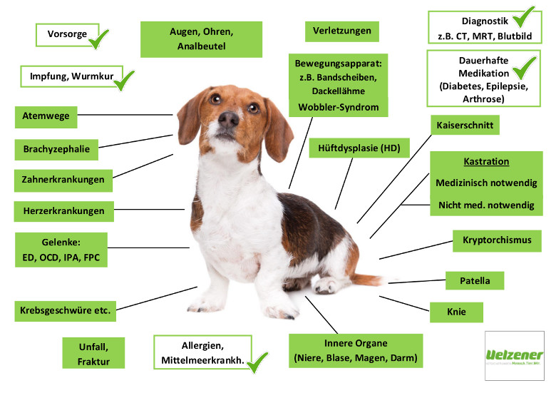Uelzener Hundekrankenversicherung Leistungen im Überblick