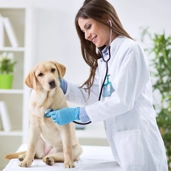 Hunde-OP-Versicherung für Labrador