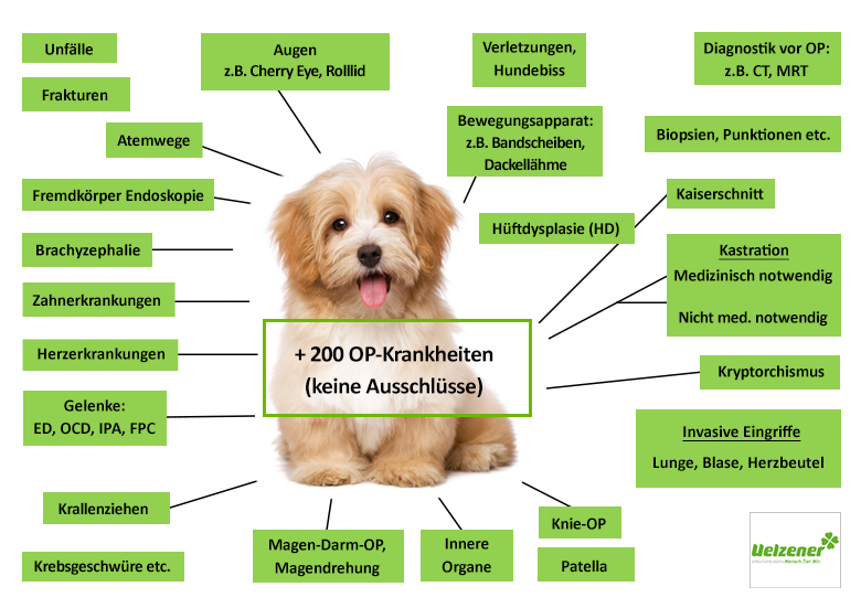 Uelzener Hunde-OP Versicherung Leistungen im Überblick