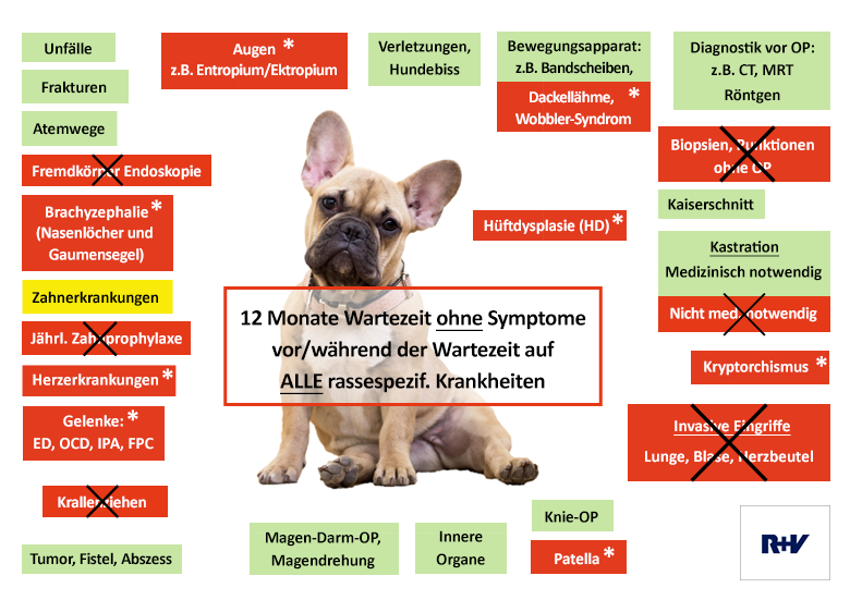 Hunde-OP Versicherung Für Französische Bulldogge - Mit OP-Statistik